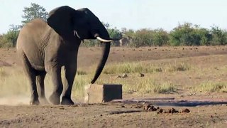 Elephant vs Wildebeest