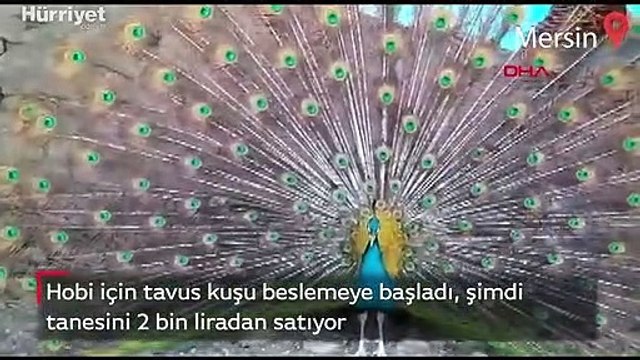 Hobi için tavus kuşu beslemeye başladı, şimdi tanesini 2 bin liradan satıyor