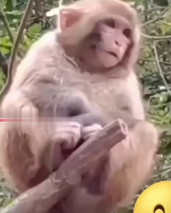 Funny animals videos 2022- Funniest Cat and Dogs videos #4