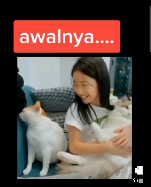 Kucing cemburuan