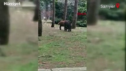Sarıyer'de aç kalan domuzlar mesire alanına girdi