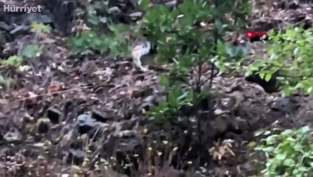 Tunceli'de 'ormanın hayaleti' olarak bilinen vaşak görüntülendi