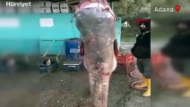 Seyhan Baraj Gölü'nde dev 'yayın balığı' yakaladılar