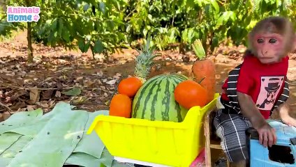 Learn Fruits & Colors with Funny Monkey - Developing Video for Babies