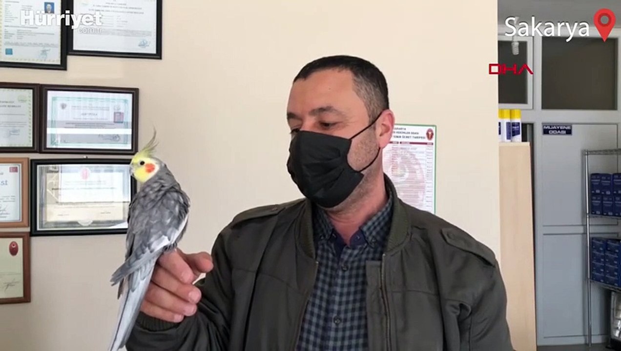Paşa isimli papağan Türkiyem şarkısını söylüyor