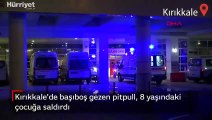 Kırıkkale'de başıboş gezen pitpul, 8 yaşındaki çocuğa saldırdı
