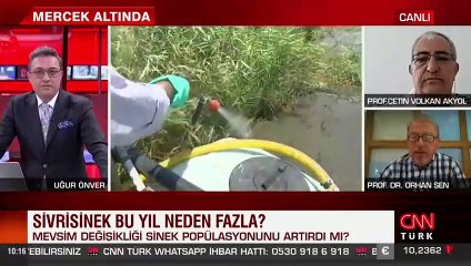 Sivrisinek bu yıl neden fazla