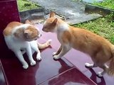 ARGUING CAT / KUCING OREN BERDEBAT