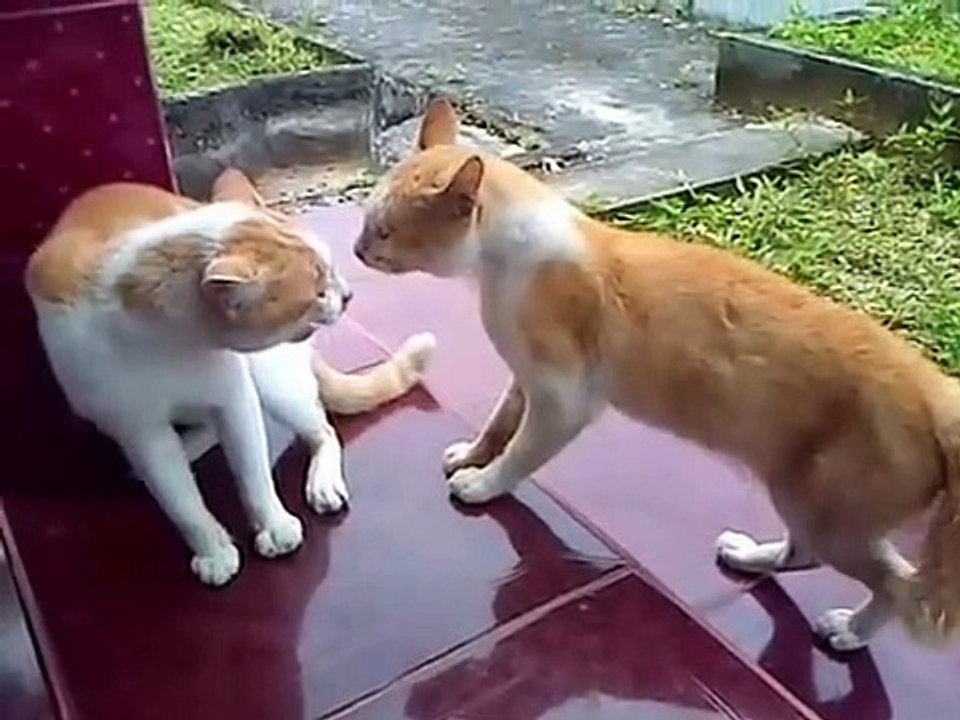 ARGUING CAT / KUCING OREN BERDEBAT