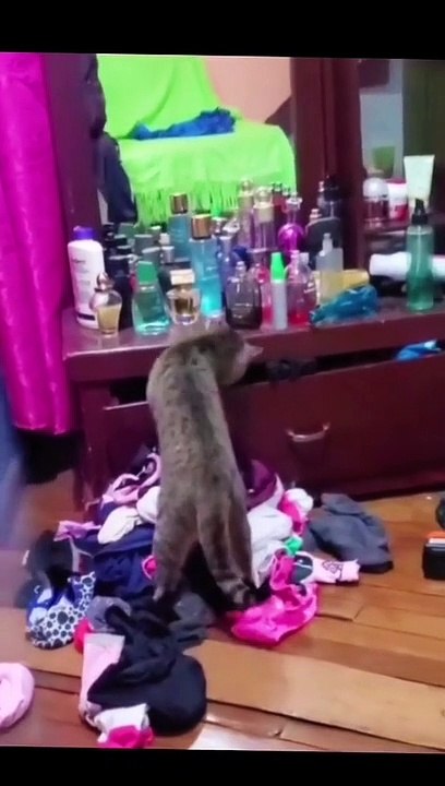 combo of amusing cat videos