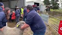 Polwarth rams auctioned at Taljar - The Islander - Oct. 13, 2022