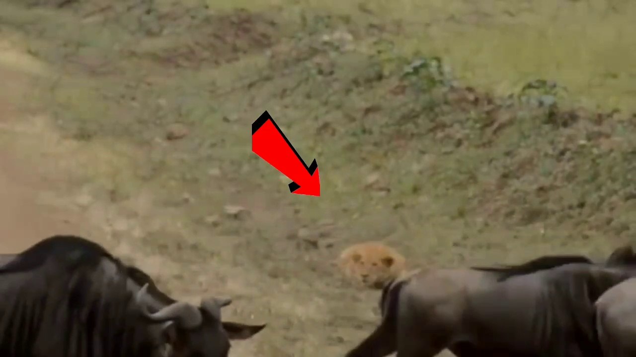 The monkey did such a thing with the woman|बन्दर ने महिला के साथ किया ऐसा काम