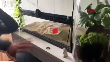 Bakırköy'de ticareti yasaklanan 12 hayvan ele geçirildi