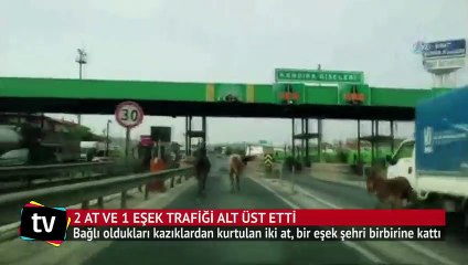 2 at ve 1 eşek trafiği alt üst etti