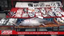 Şanlıurfa'da 122 kiloluk balık görenleri şaşırttı