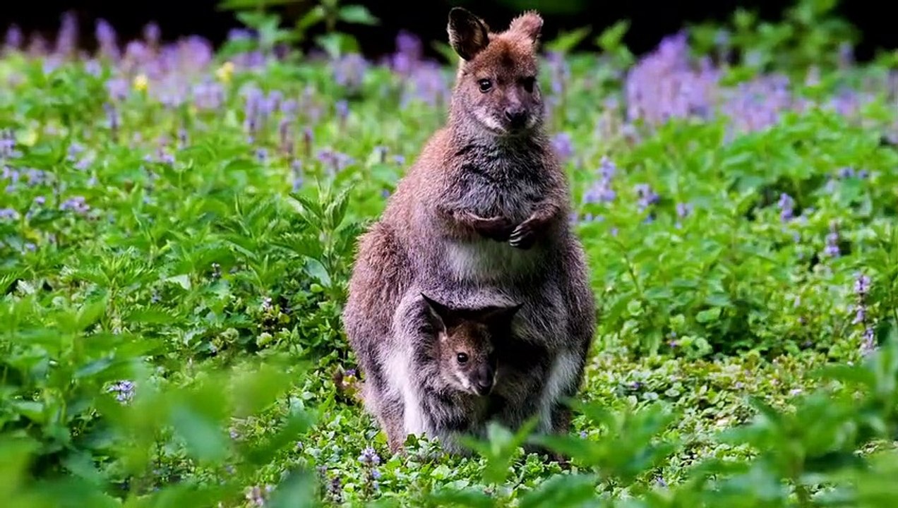 animal naming conventions and sounds~Andi Anis Channel