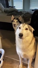 Guilty Husky Tries To Blame Other Dog!