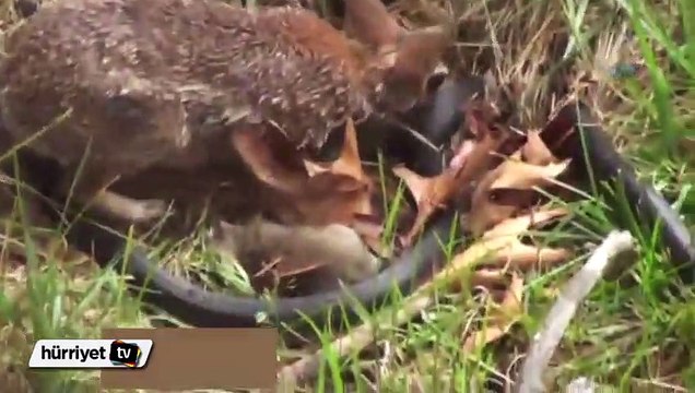 Anne Tavşanın videosu 2 milyondan fazla izlendi