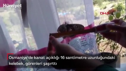 Kanat açıklığı 16 santim olan kelebek, görenleri şaşırttı
