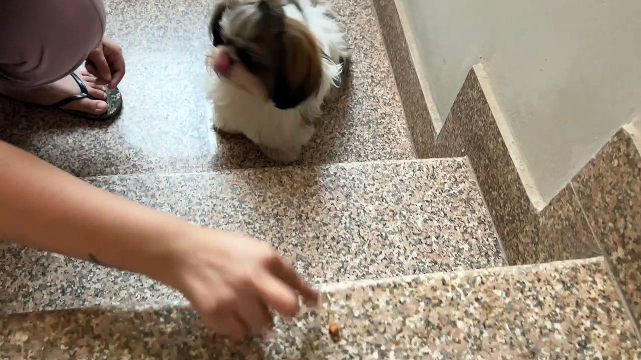 Cute Dog Videos Cute Shih Tzu Learning to Climb Stairs Funny Dog