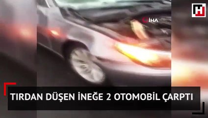 Tırdan düşen ineğe 2 otomobil çarptı