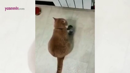 Yemeği zamanında verilmeyen kedinin protestosu sosyal medyada viral oldu!