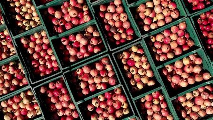 İzmir haberi... Efes Selçuk'ta Şenlik Heyecanı Başlıyor