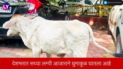 Lumpy: लसीकरणानंतरही जनावरांना लम्पीचा धोका, शेतकऱ्यांची चिंता वाढली
