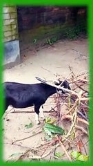 Funny animal videos 2023 || Animal planet | Animals video short || Animal Funny videos