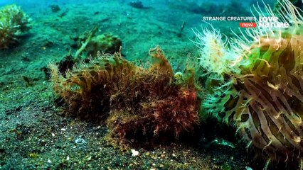 Strange Creatures - Ocean Oddballs