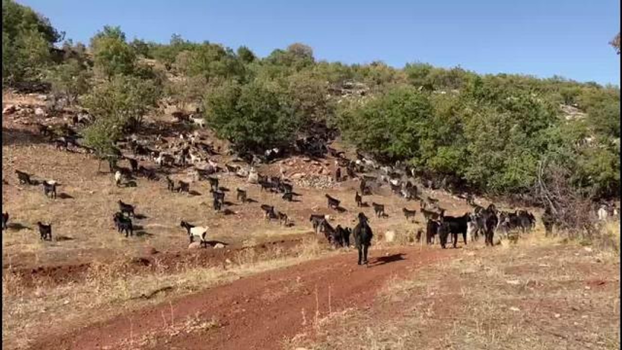 Yörüklerin Yaylalardan Düze Dönüş Yolculuğu: "Bu Göç Devam Edecek, Sonsuza Kadar"