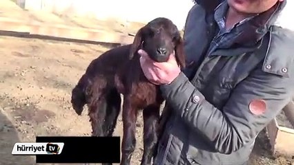 Üç ayaklı kuzu doğdu