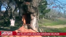 300 yıllık çınar ağacının gövdesindeki yarık şaşkına çevirdi