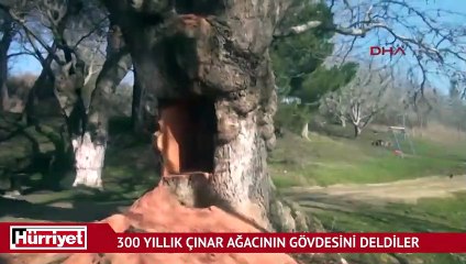 300 yıllık çınar ağacının gövdesindeki yarık şaşkına çevirdi
