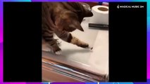  LAUGH Non-Stop With These Funny Cats  - Funniest Cats Expression Video  - Magical Music 2M