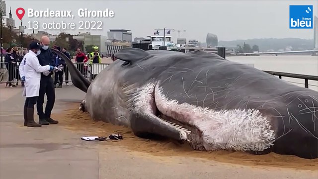 Baleine échouée sur les quais à Bordeaux : un collectif d'artistes à l'origine de la mise en scène