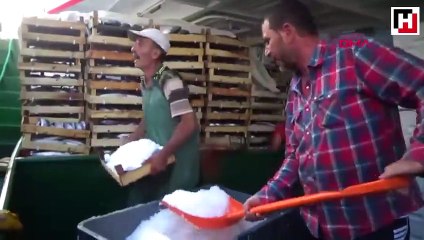 Denizde palamut bereketi