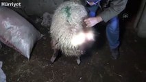 Kurtlar sürüye saldırıdı: 35 koyun öldü