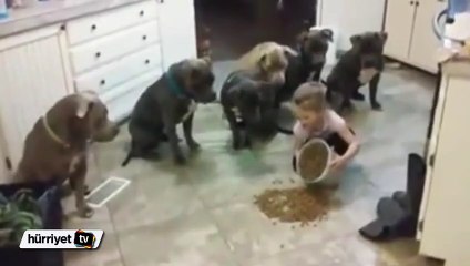 6 aç Pitbull'u doyuran korkusuz küçük kız