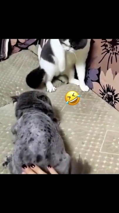 cat funny videos very funny videos try not to laugh hard