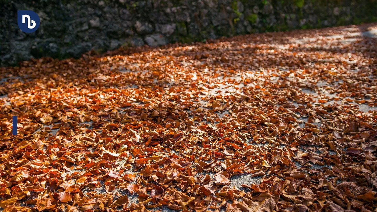 Vorsicht Rutschgefahr: Laub regelmäßig vom Gehweg entfernen