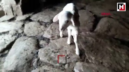 Buldan'da 5 ayaklı kuzu dünyaya geldi