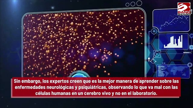 Científicos crean un cerebro híbrido de neuronas humanas y ratones