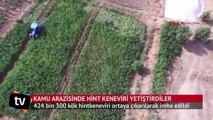 Kamu arazisindeki 8.5 milyon liralık kenevir imha edildi
