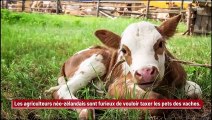 Les agriculteurs néo-zélandais s'insurgent contre les projets de taxe sur les pets de vache !