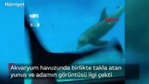 Akvaryumda takla atan yunusun görüntüsü görenleri şaşırttı
