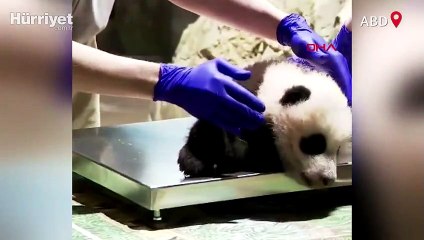 Sağlık kontrolü olan küçük pandanın görüntüleri paylaşım rekoru kırdı