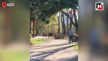 ABD'de vahşi yaşam parkı ziyaretçilerine geyik saldırdı