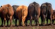 La Nouvelle-Zélande veut taxer les... pets de vache qui émettent trop de gaz à effet de serre