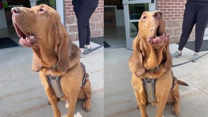 Goofy dog shows up at charity event to advocate for his rescue buddies